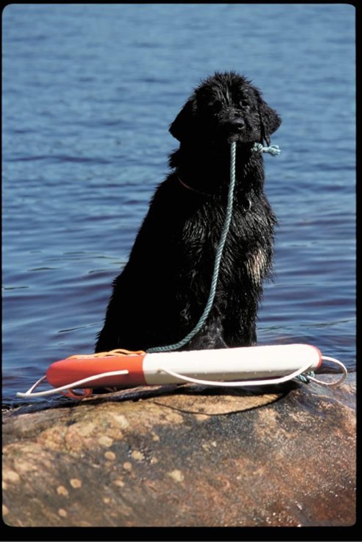 Newfoundlænder Balder - Elsker altså bare vand billede 5