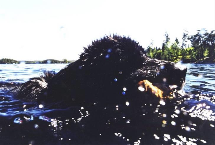 Newfoundlænder Balder - Mor kalder kom far vi svømmer derhen billede 6