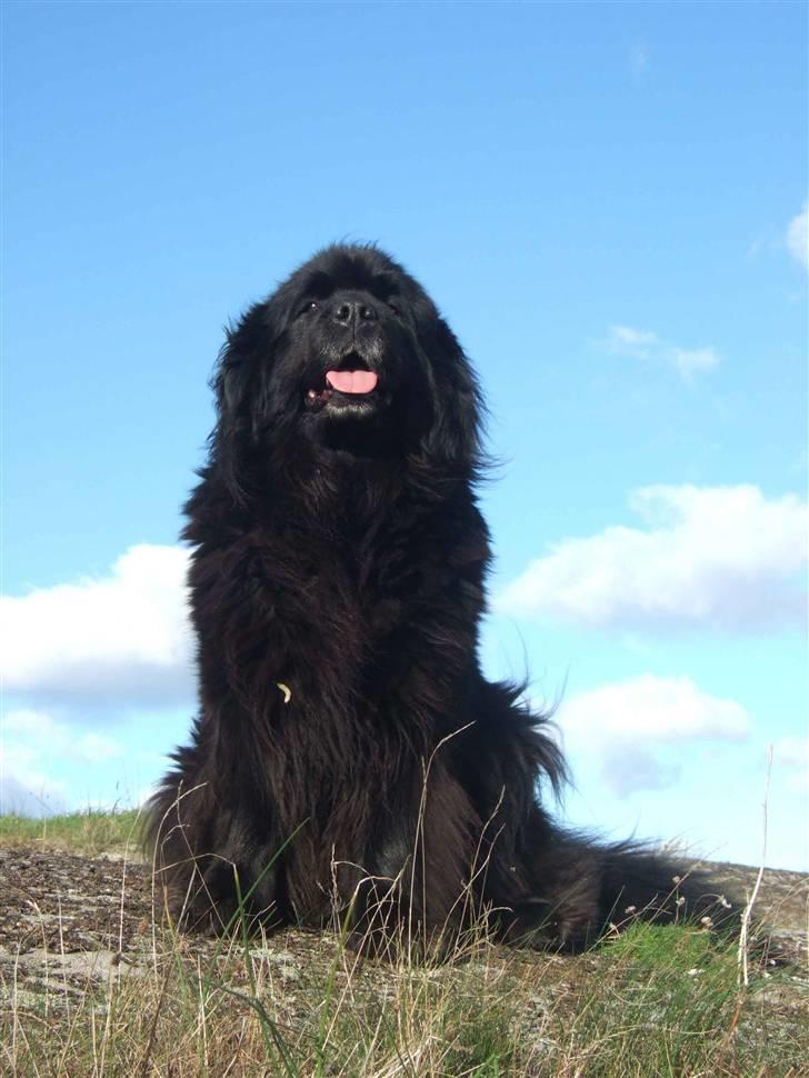 Newfoundlænder Balder - Nøj hvor kan man dog se langt herfra billede 7