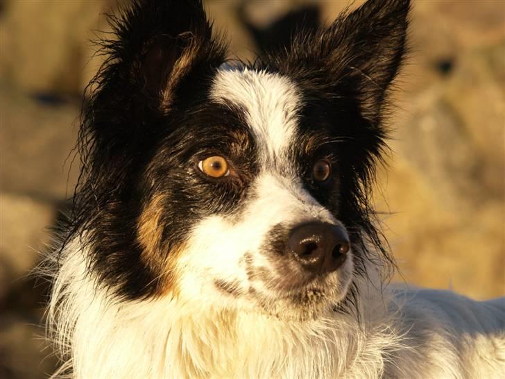 Border collie Taegeuk (Tajgo) billede 1
