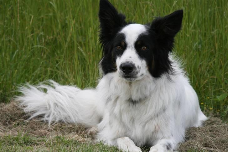 Border collie Taegeuk (Tajgo) billede 2