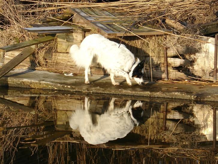 Border collie Taegeuk (Tajgo) billede 3