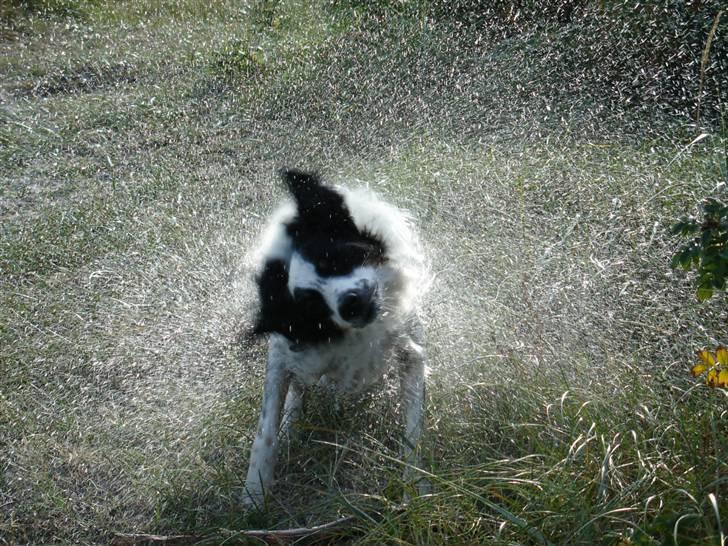 Border collie Taegeuk (Tajgo) billede 4