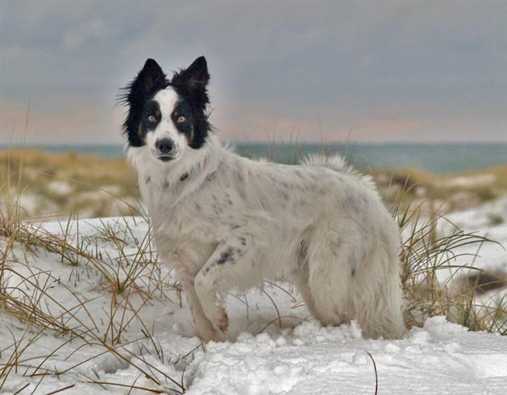 Border collie Taegeuk (Tajgo) billede 5