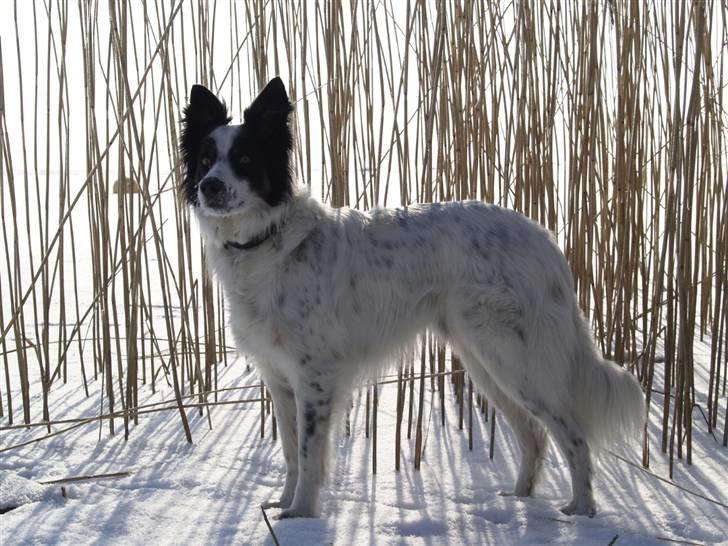Border collie Taegeuk (Tajgo) billede 6