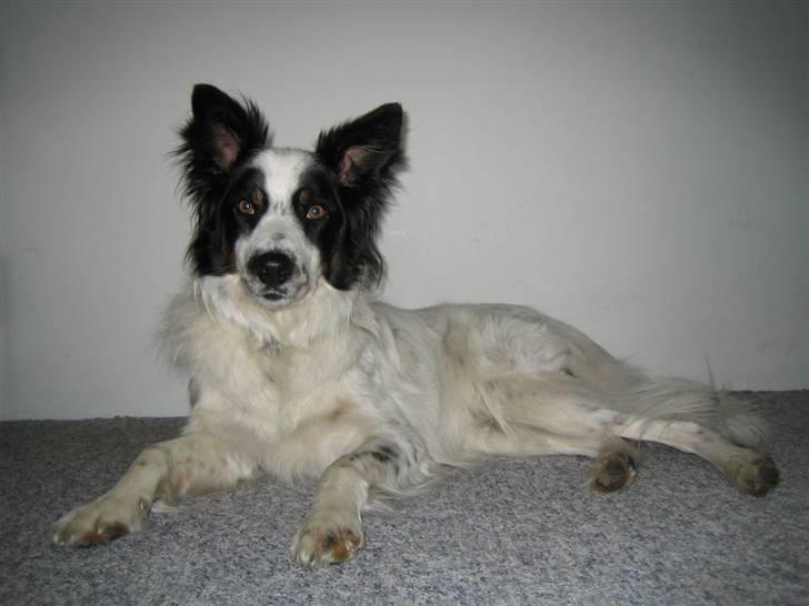 Border collie Taegeuk (Tajgo) billede 7