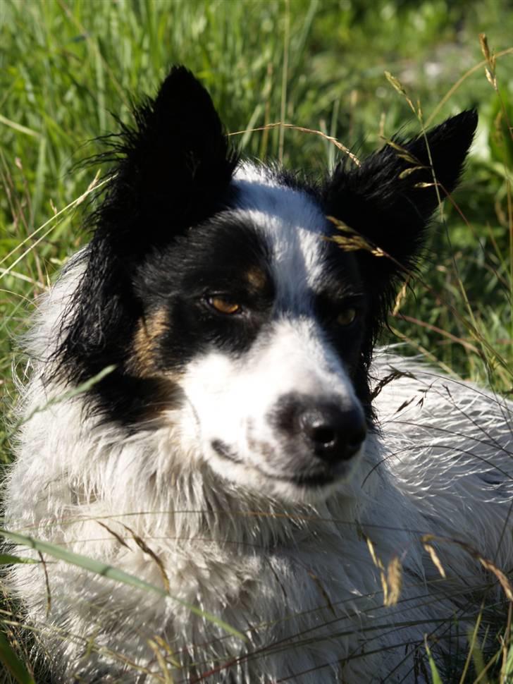 Border collie Taegeuk (Tajgo) billede 8