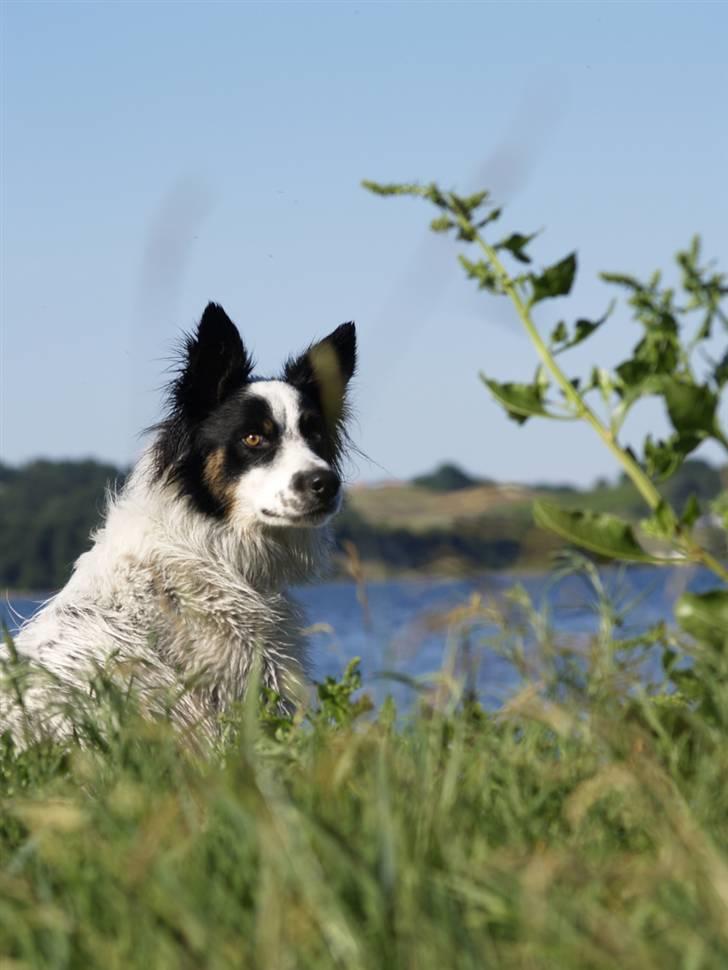 Border collie Taegeuk (Tajgo) billede 9