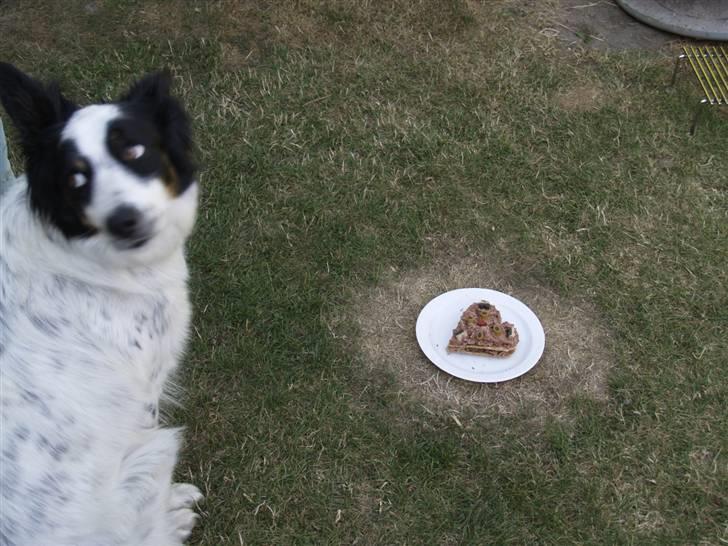 Border collie Taegeuk (Tajgo) billede 10