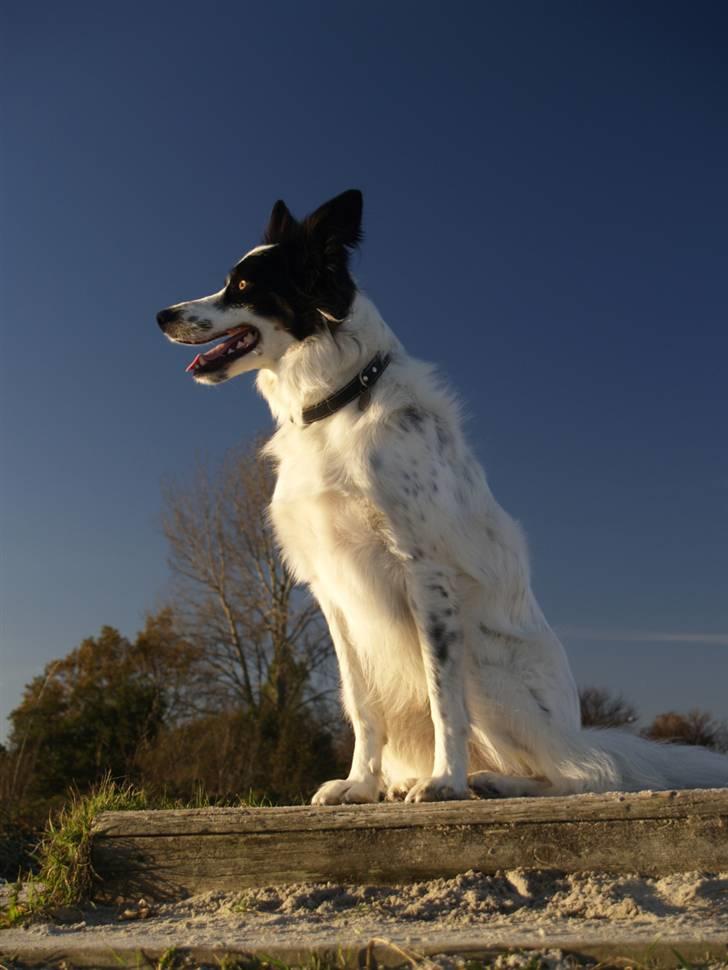 Border collie Taegeuk (Tajgo) billede 11