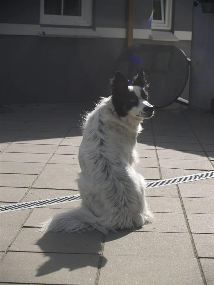 Border collie Taegeuk (Tajgo) billede 12