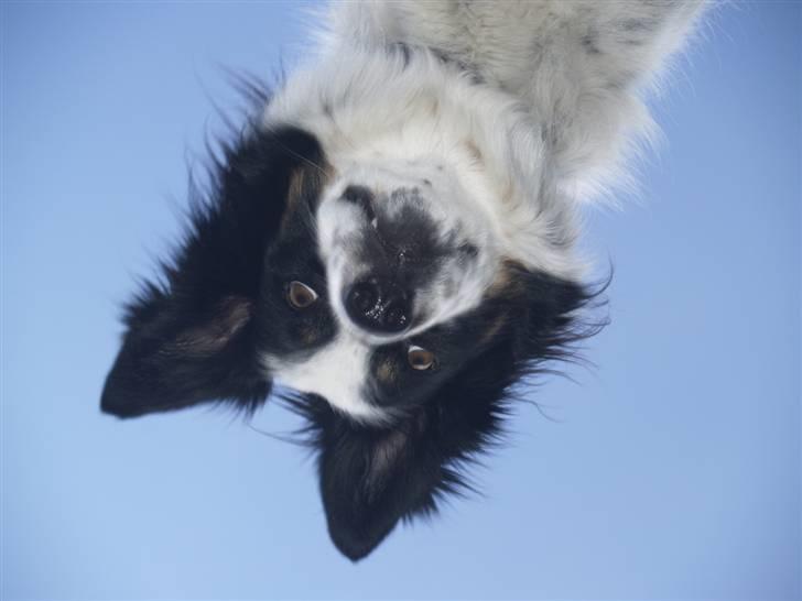 Border collie Taegeuk (Tajgo) billede 13