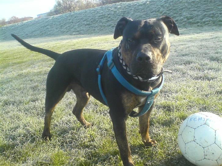 Amerikansk staffordshire terrier THOR billede 17