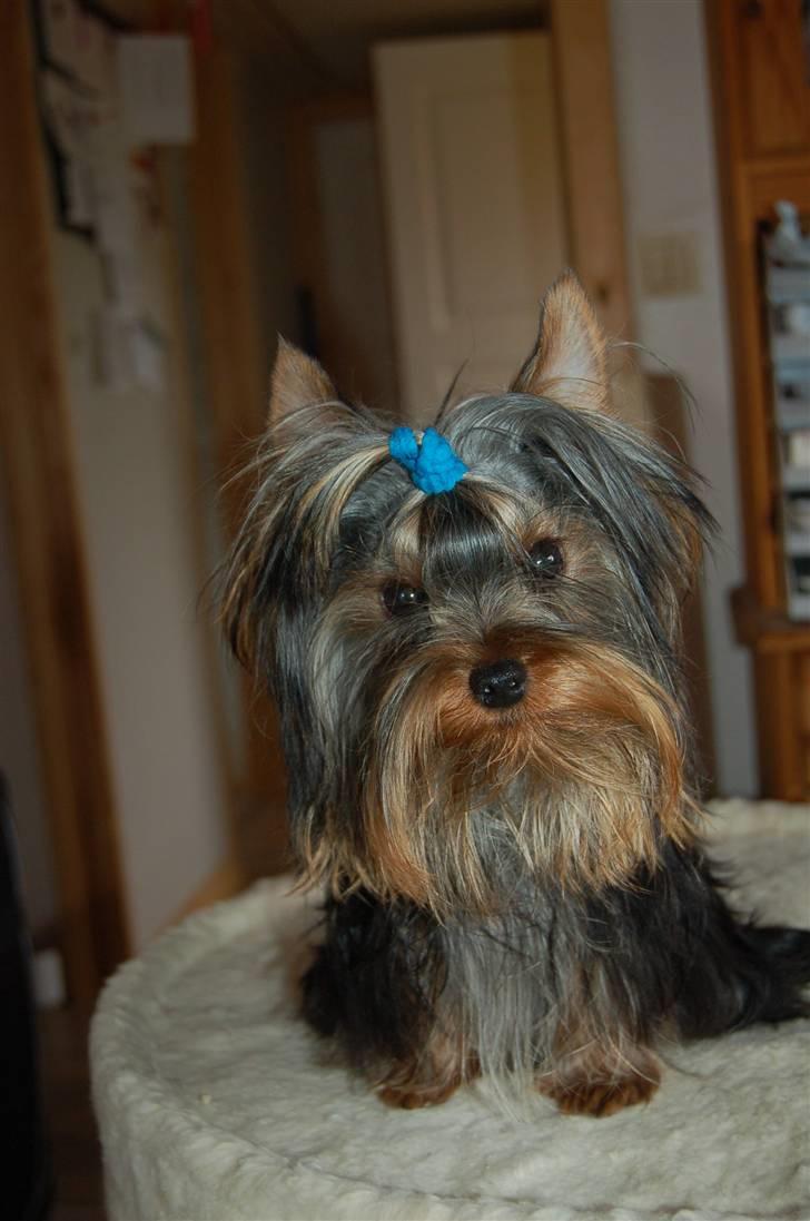 Yorkshire terrier Totte - Totte som 9 mdr gammel billede 1