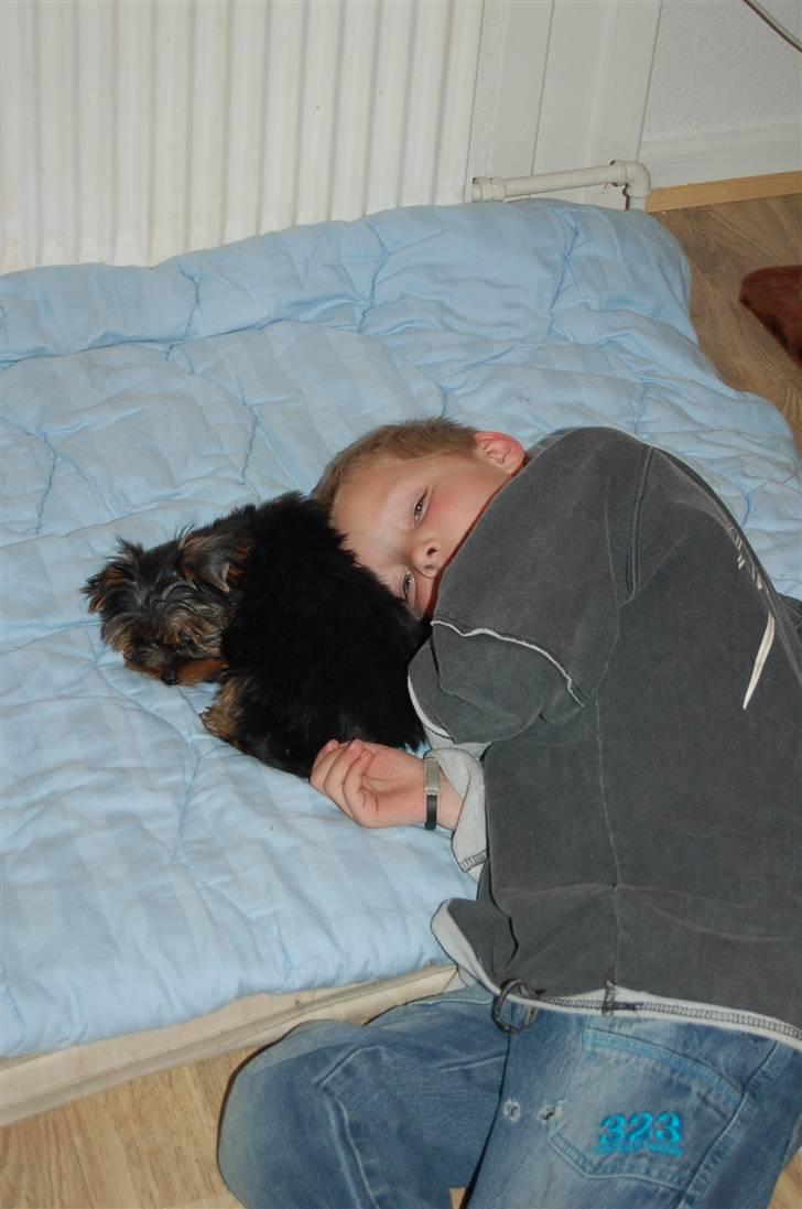 Yorkshire terrier Totte - Min yngste søn, hviler sammen med Totte billede 2