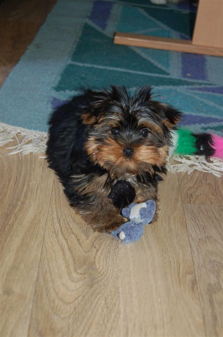 Yorkshire terrier Totte - Totte, Totte. Du er bare min lille Tot billede 3