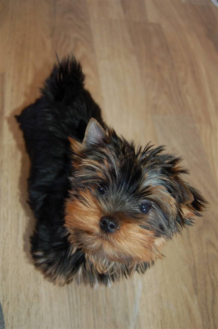 Yorkshire terrier Totte - Søde Totte, med morgen-fritz billede 4