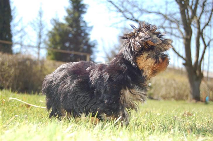 Yorkshire terrier Totte - Totte får øje på en solsort i haven billede 5