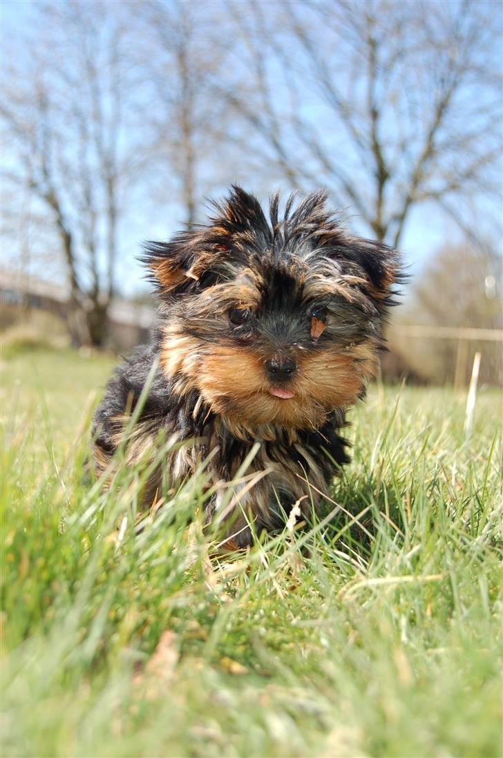 Yorkshire terrier Totte - Totte i haven. Nuttet billed, med et blad ved det ene øje. (man har vel haft snuden nede i jorden) billede 6