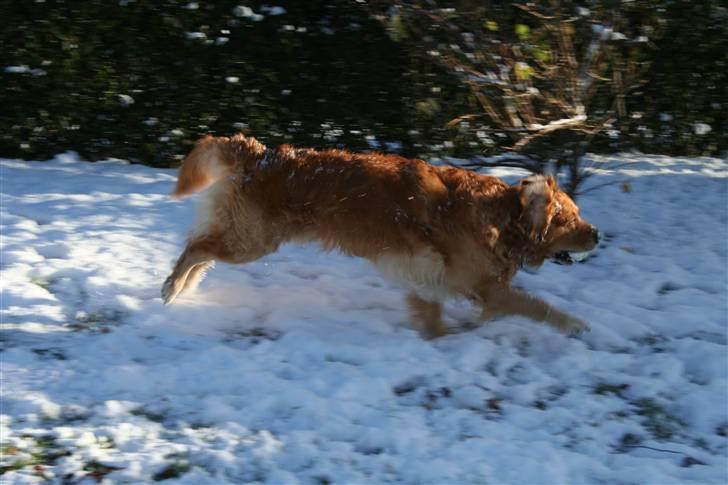 Golden retriever Rex - Løber stærkt i sneen :b billede 19