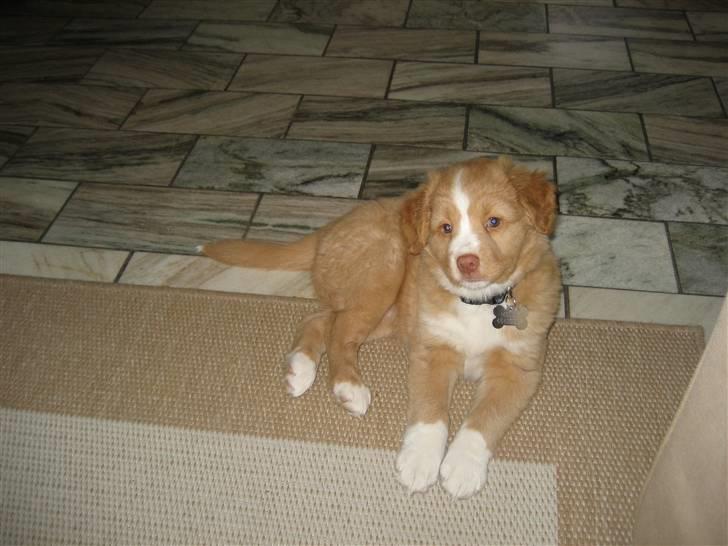Nova scotia duck tolling retriever Molly - Ligger lige og gør mig til billede 1