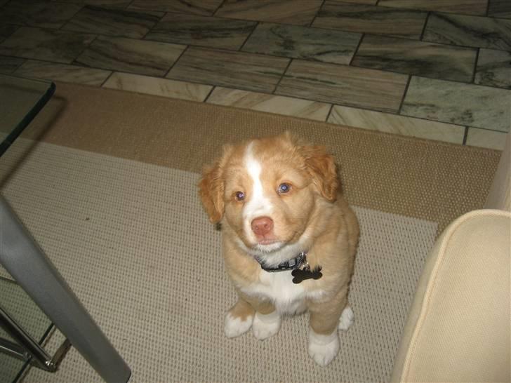 Nova scotia duck tolling retriever Molly - Det er alligevel lidt spændende.... billede 2