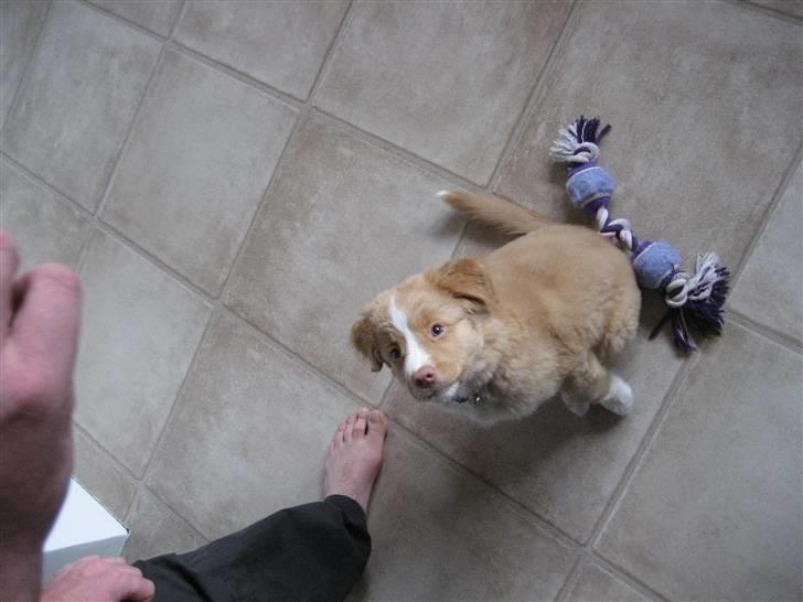 Nova scotia duck tolling retriever Molly - Nu tager de igen billeder af mig... Jeg må jo være skøn :-) billede 3
