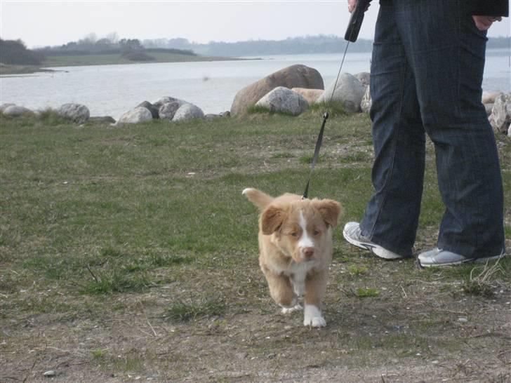 Nova scotia duck tolling retriever Molly - Min første tur på stranden billede 4