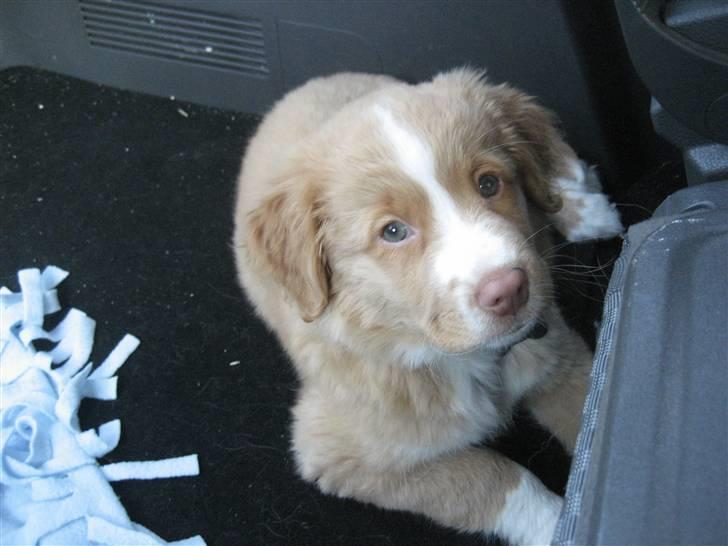 Nova scotia duck tolling retriever Molly - Det er dejligt at ligge i bilen billede 5