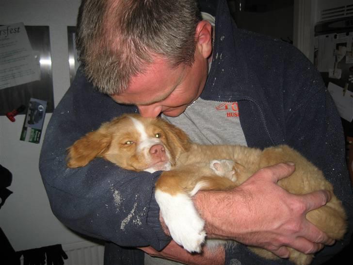 Nova scotia duck tolling retriever Molly - De siger jeg skal ud og tisse, selvom jeg er så træt billede 6
