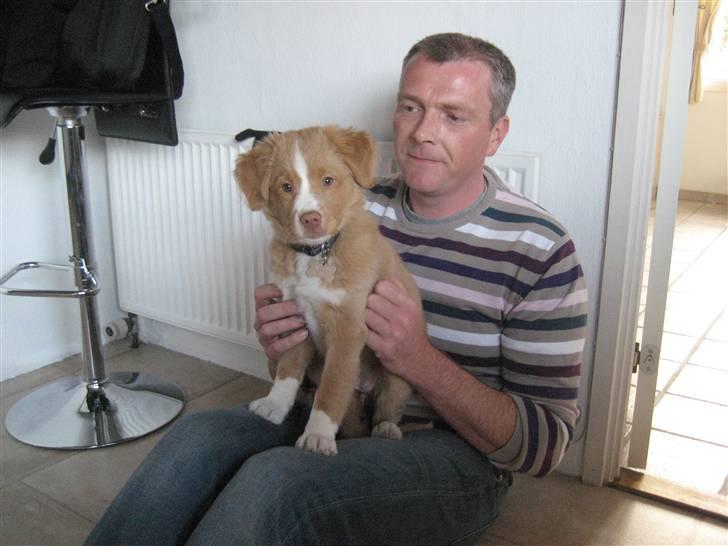 Nova scotia duck tolling retriever Molly - Se lige mig billede 7