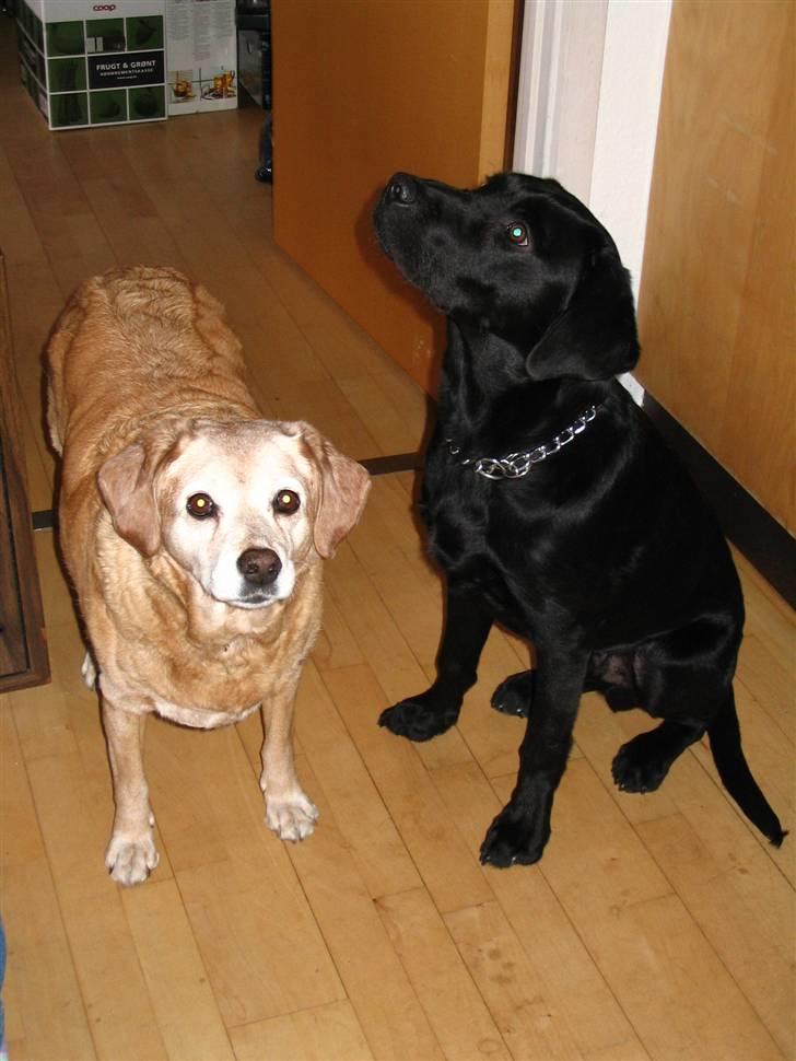 Blanding af racer Santo "DØD - Santo og Frigg (min søsters hund)  billede 10