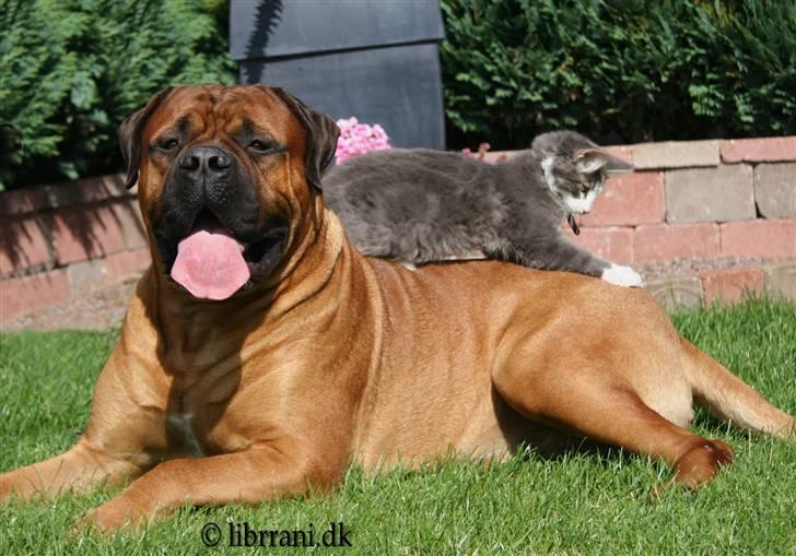Bullmastiff Bertil billede 16