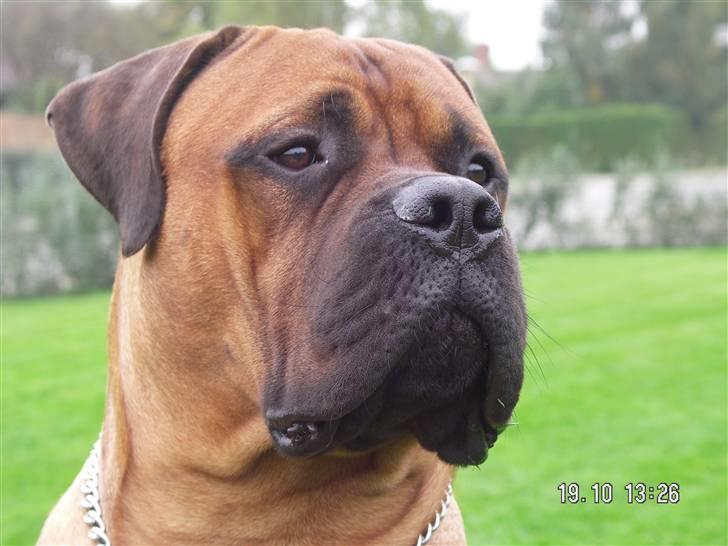 Bullmastiff Bertil billede 17