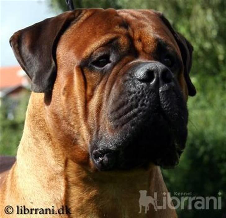 Bullmastiff Bertil billede 18