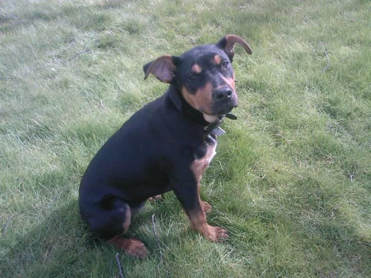 Rottweiler molly billede 3