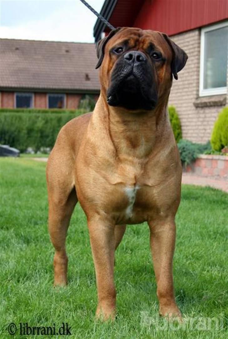 Bullmastiff Bertil billede 19
