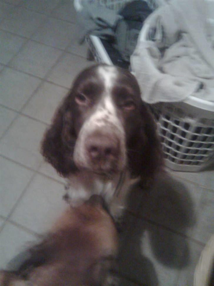 Engelsk springer spaniel sylle - Mijn dejlige Sylle <3 billede 1