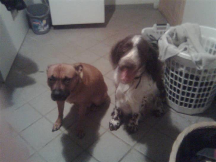 Engelsk springer spaniel sylle - Sylle og vores gamle hund Freja xD billede 2