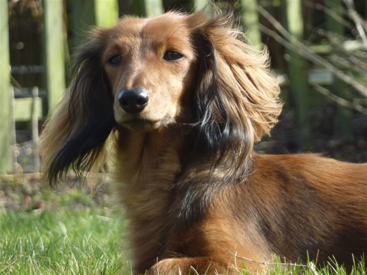 Dværggravhund Jessie - Jessie ser godt ud  billede 19