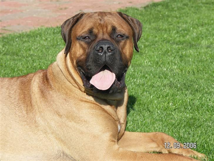 Bullmastiff Bertil billede 20