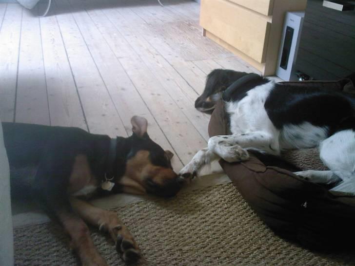 Rottweiler molly - Min Molly og min storebrors Molly ;-) billede 5