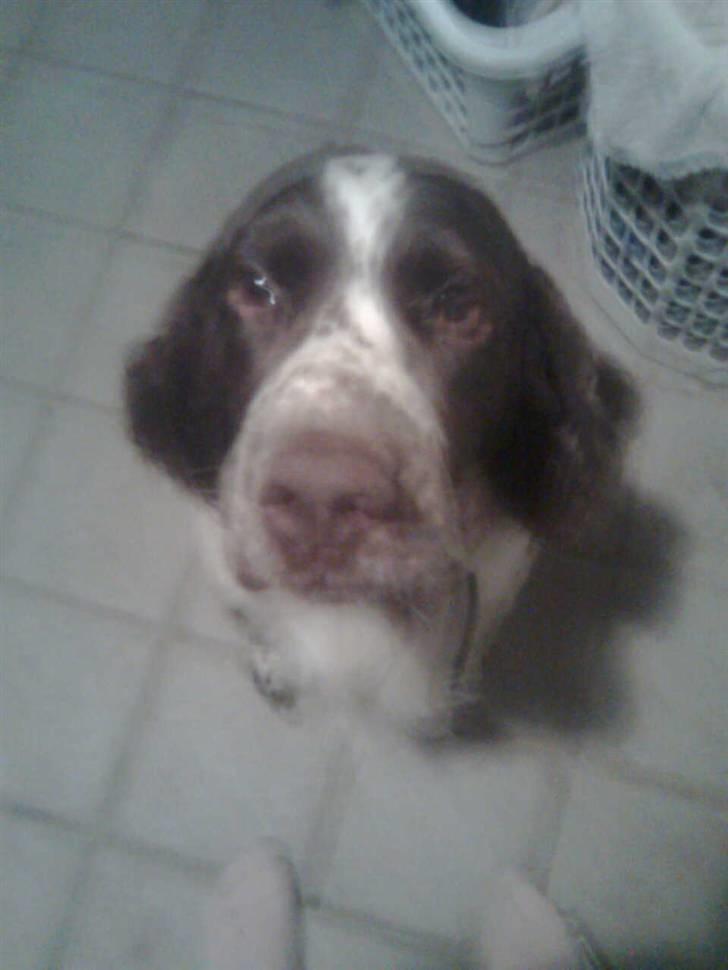 Engelsk springer spaniel sylle - Søde Sylle xD <3 billede 3