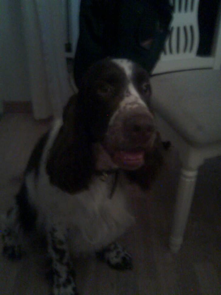 Engelsk springer spaniel sylle - Sylle igen <33 billede 4