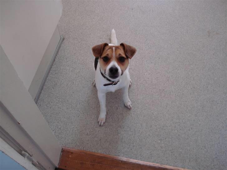 Dansk svensk gaardhund Luca Toni billede 7