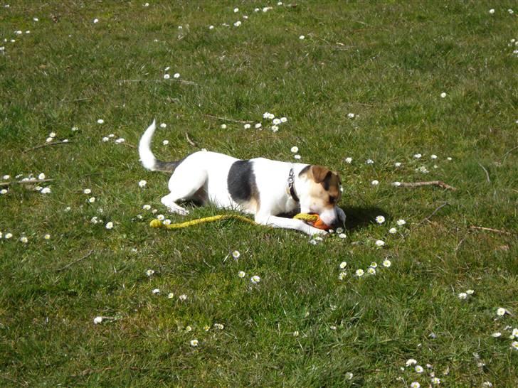 Dansk svensk gaardhund Luca Toni billede 8