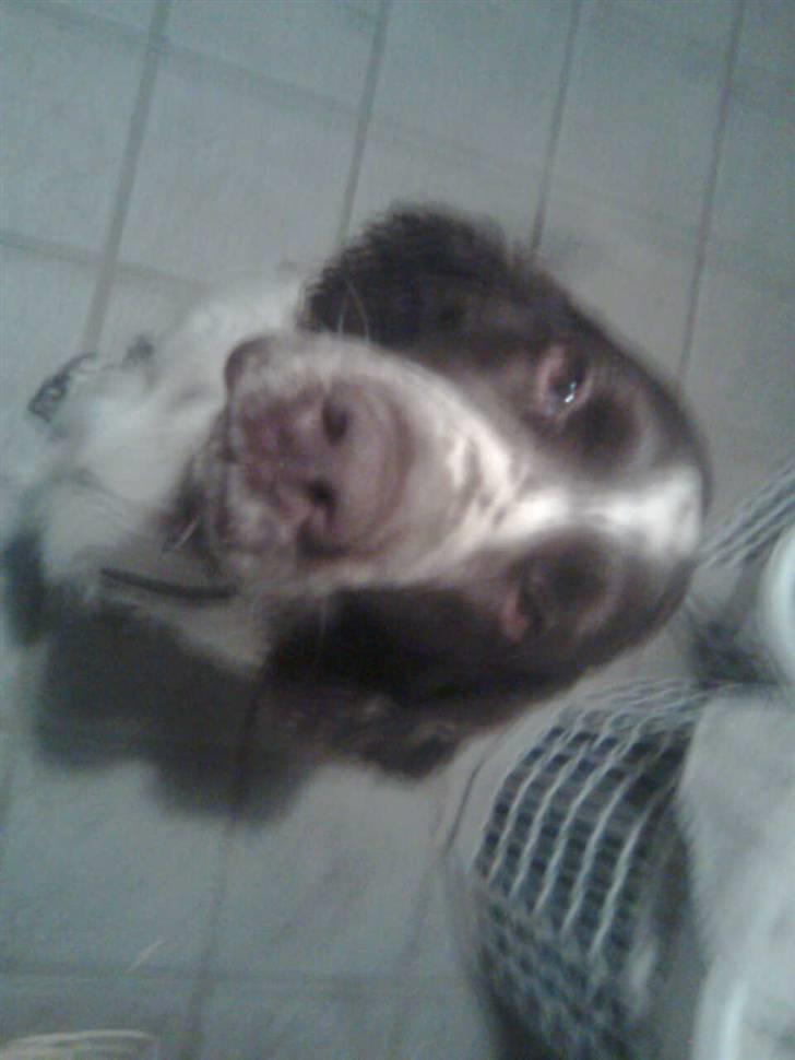 Engelsk springer spaniel sylle - Nurrh.. billede 6