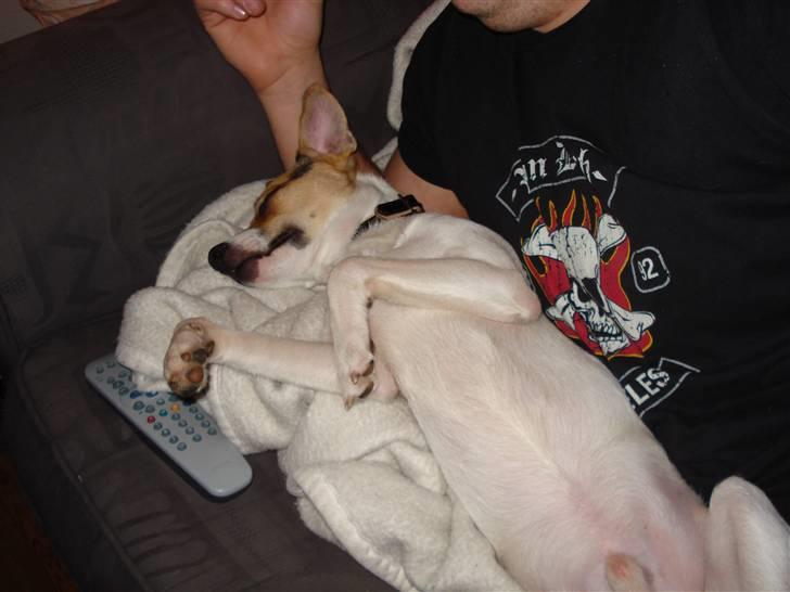 Dansk svensk gaardhund Luca Toni billede 10