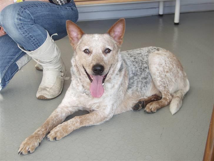 Australsk cattledog zuki - det første billede af zuik, da vi lige havde fundet ham, feb.2006 billede 1