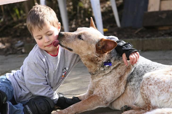 Australsk cattledog zuki - holger og zuki fandt hurtigt hinanden  billede 2
